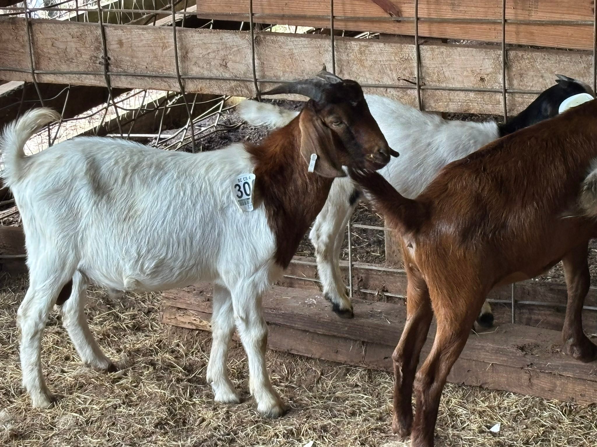 Springfield Stockyard | Springfield SC