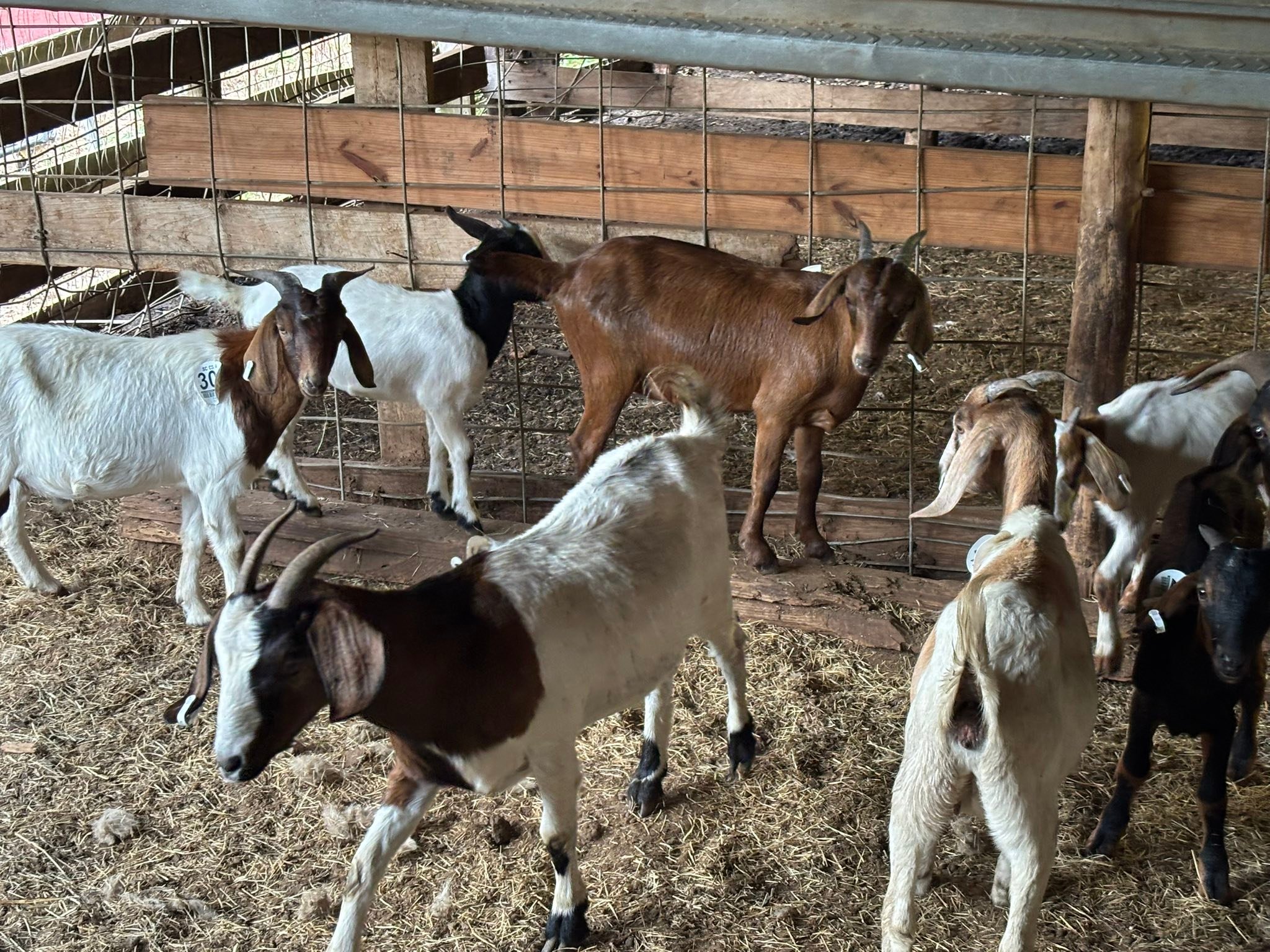 Springfield Stockyard | Springfield SC
