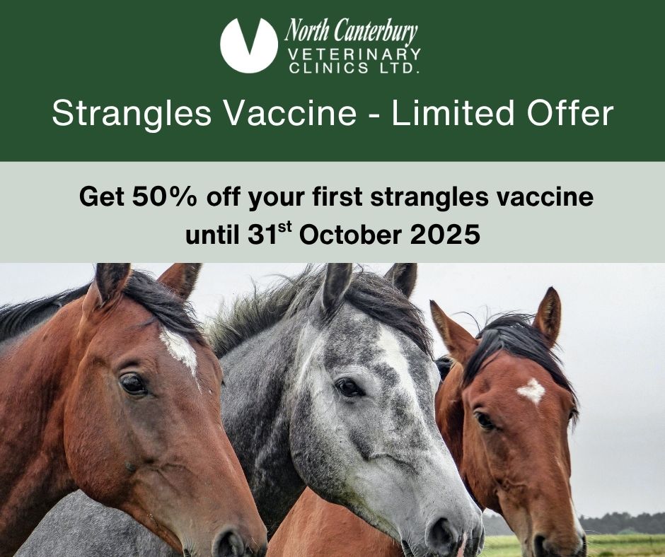 NCVC - Strangles – don’t let it strangle your horse’s health! Strangles ...