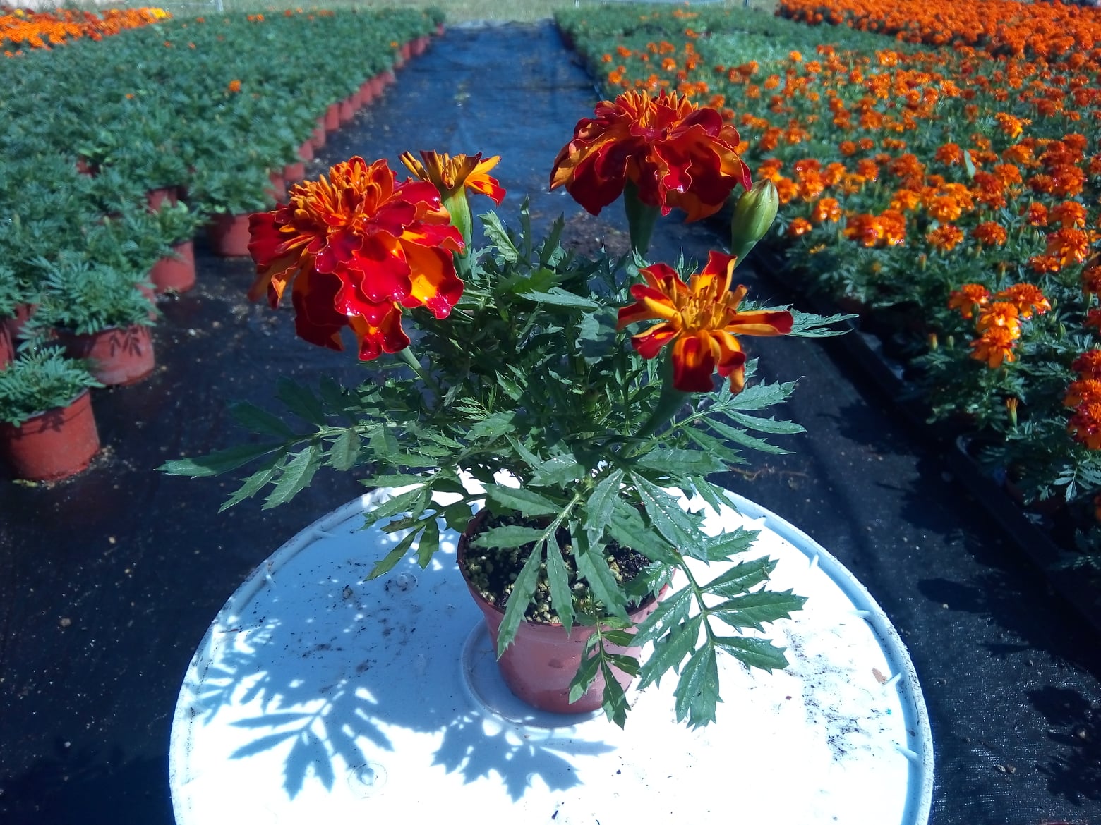 Microgreens Gemuse | Mexico City
