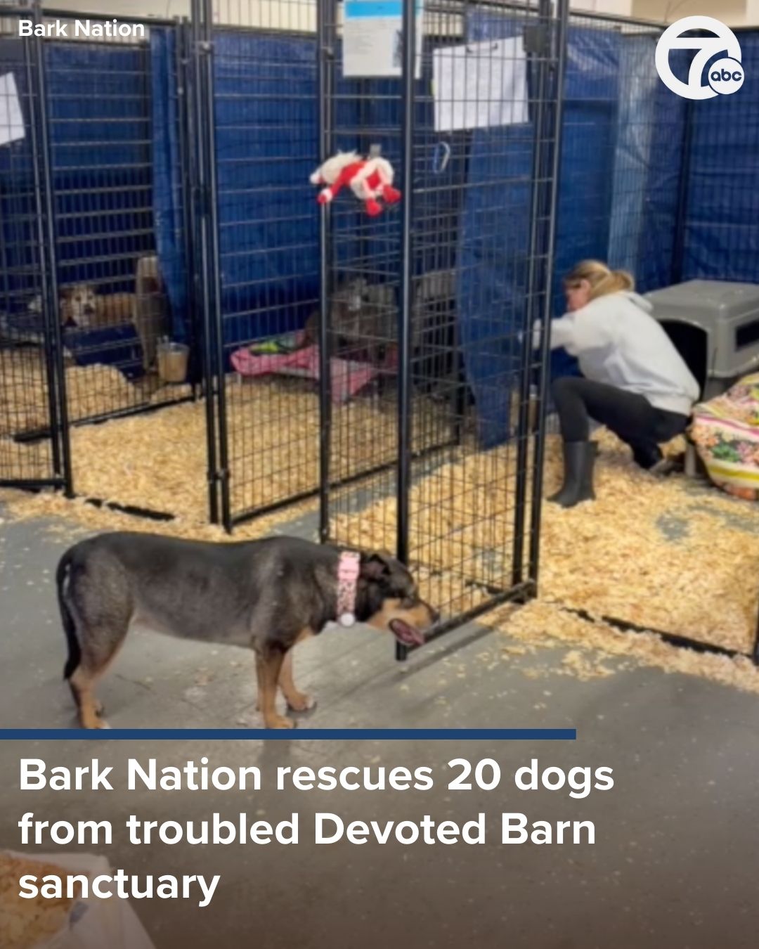 WXYZ-TV - Twenty dogs are getting a second chance at life thanks to ...