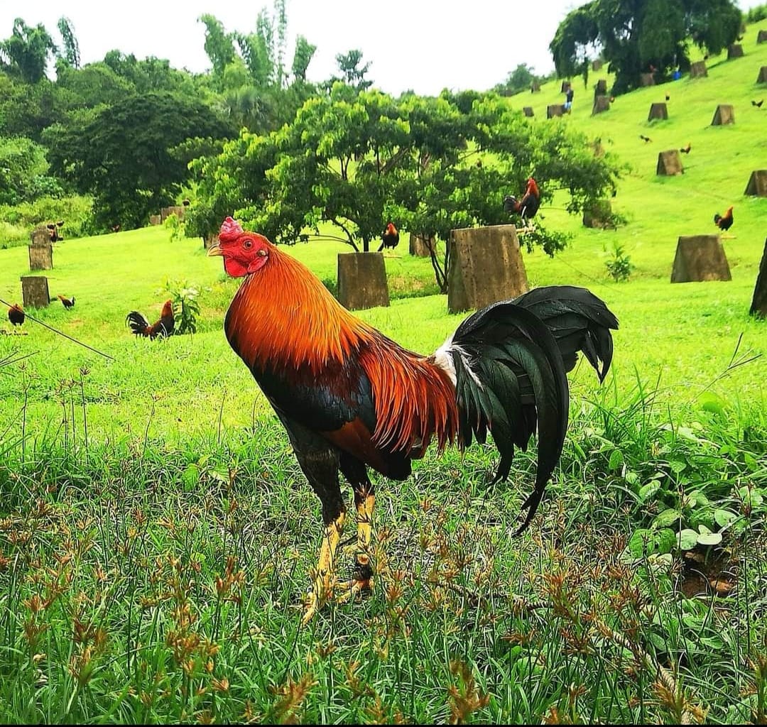 Turko sa Sugbo