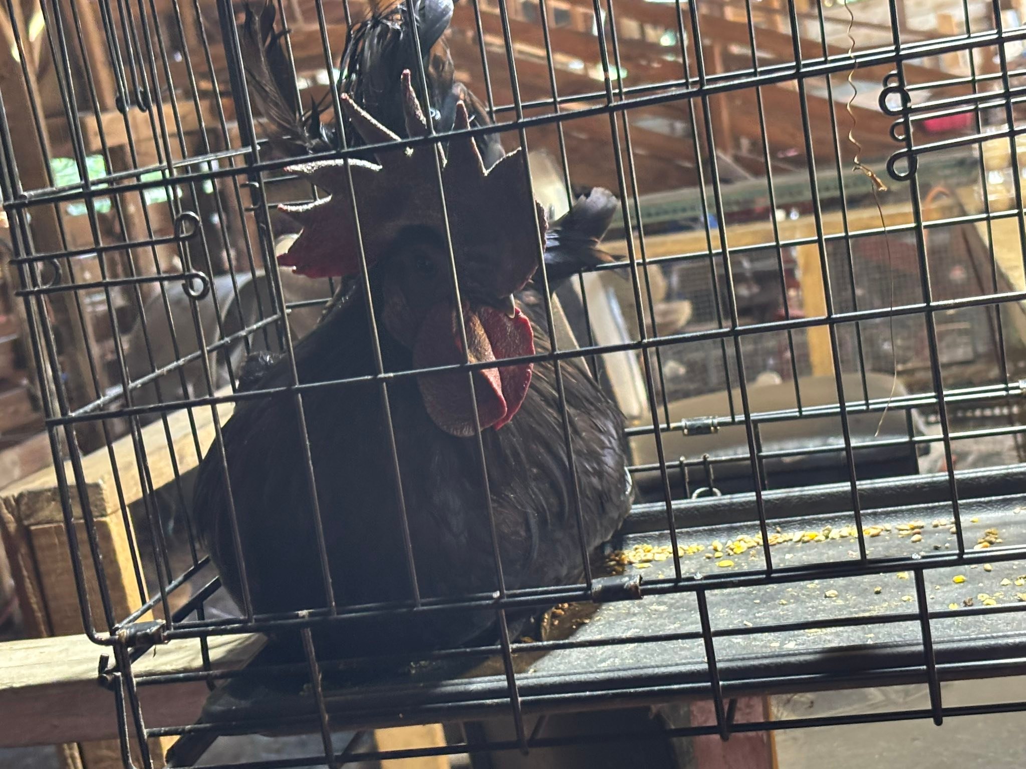 Springfield Stockyard | Springfield SC