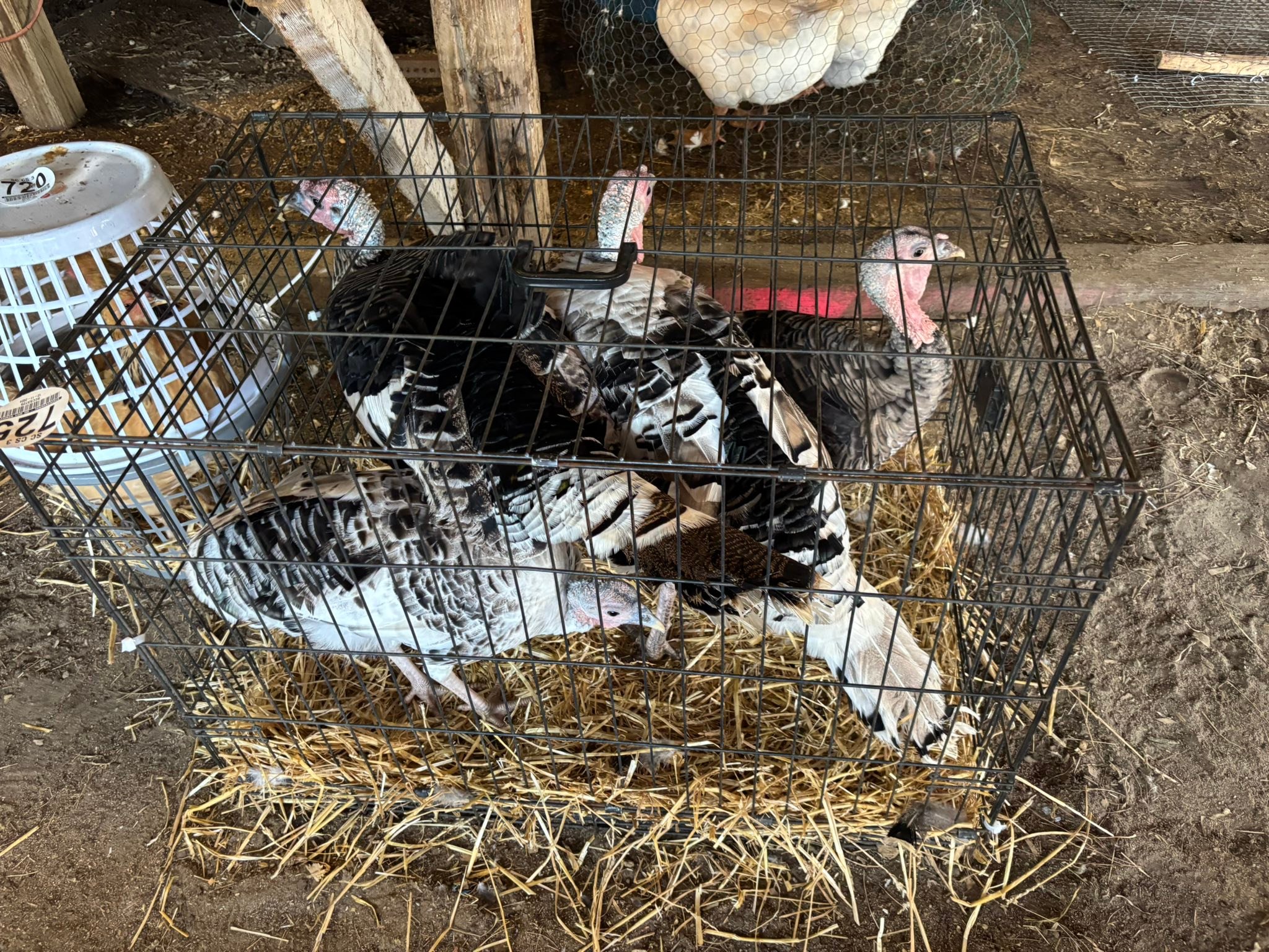 Springfield Stockyard | Springfield SC