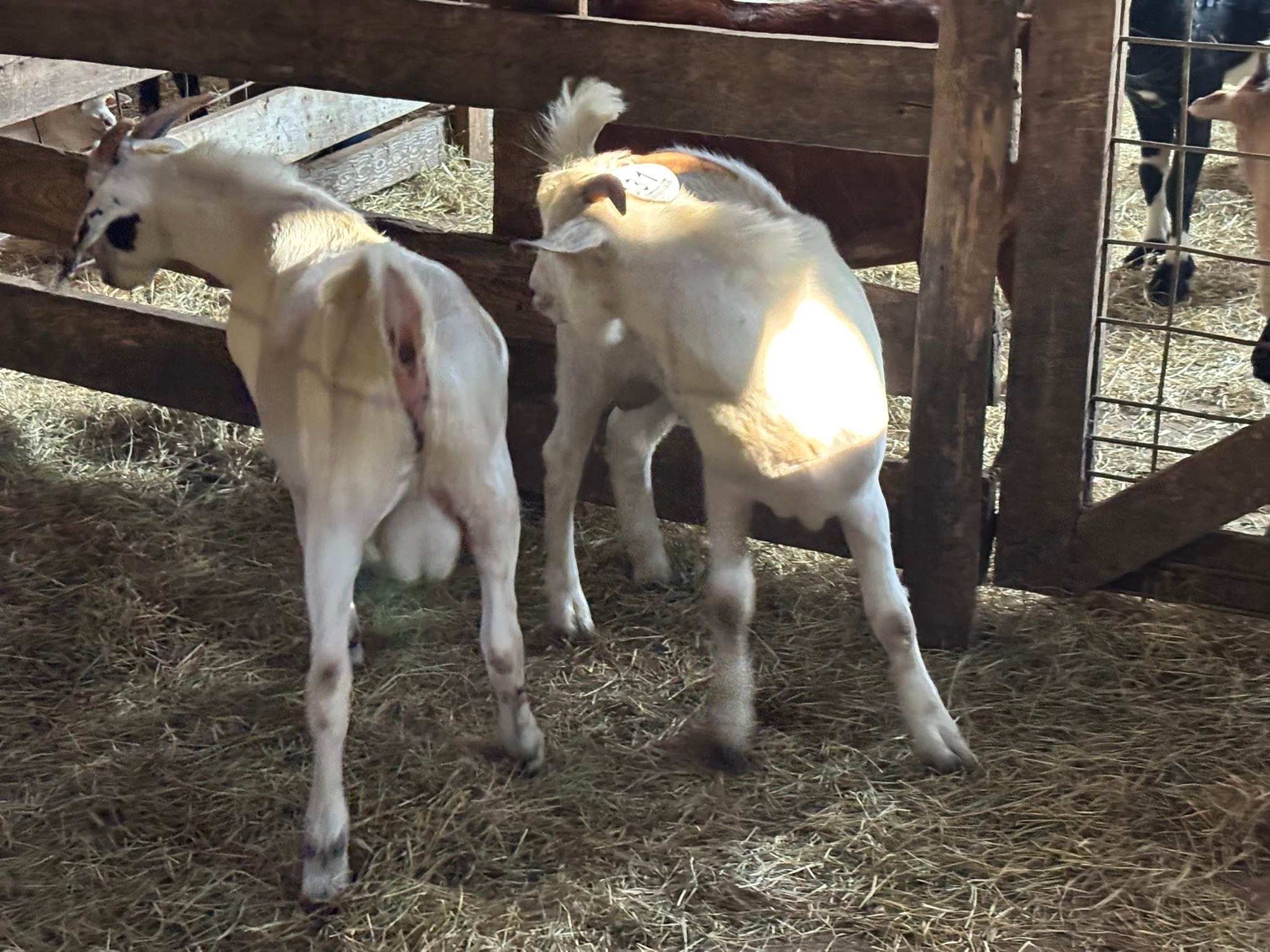 Springfield Stockyard | Springfield SC
