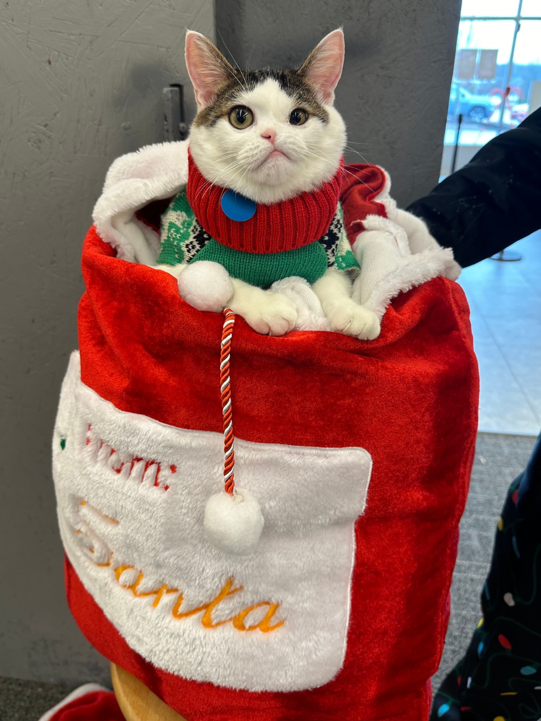 animals dressed up for christmas Richmond SPCA wishes you a merry plp-51087