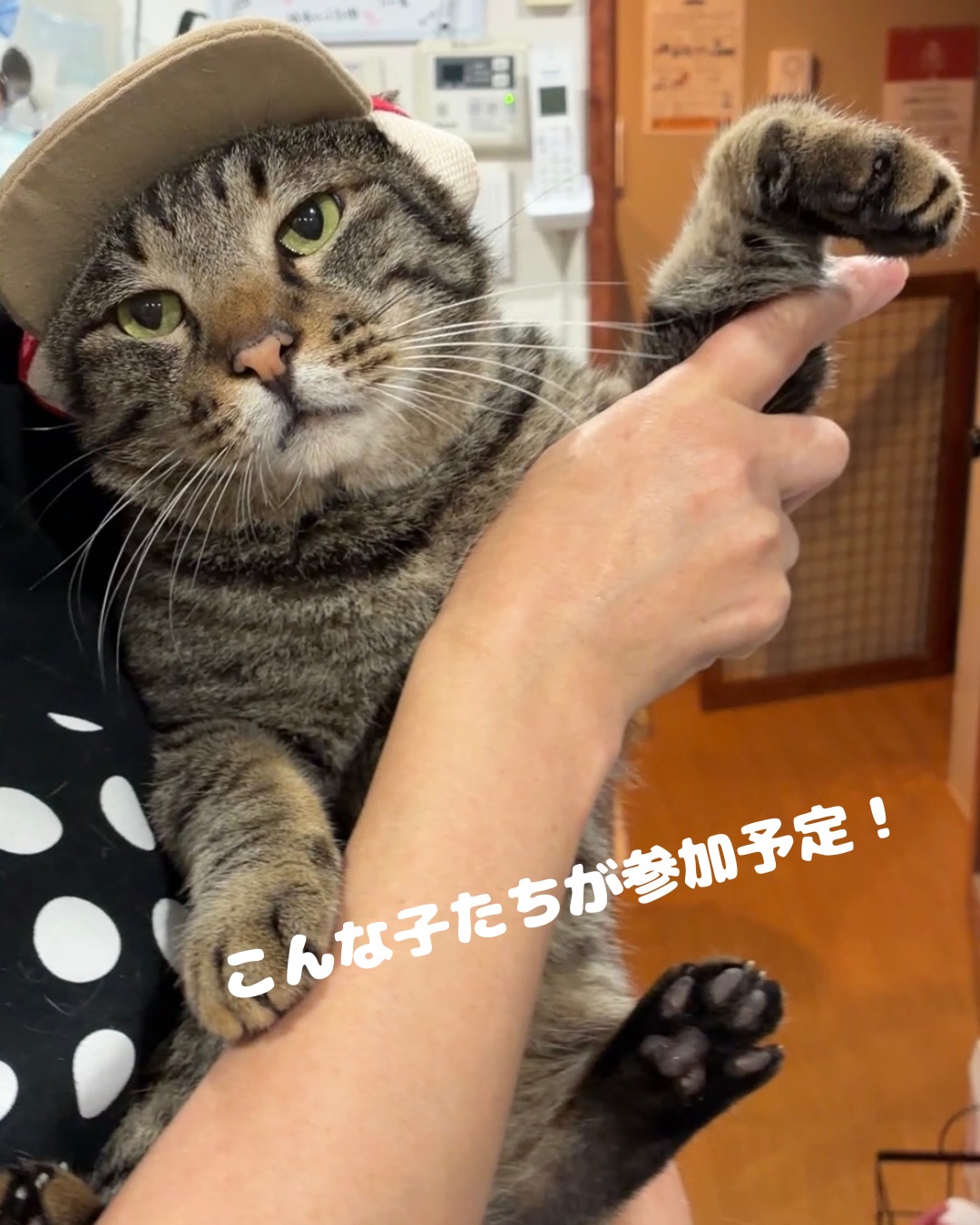 ねこ浴場 保護猫カフェ Neco Republic OSAKA shinsaibashi（ネコリ