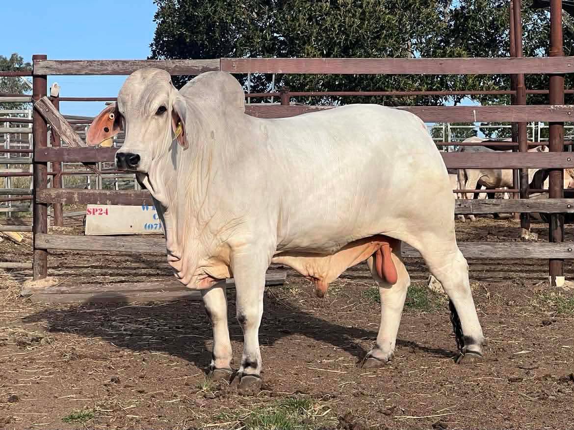 February All Breeds Bull & Female Sale