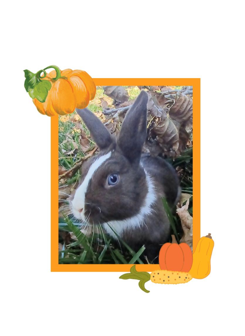 Klim's Rabbit Rescue | Lennon MI