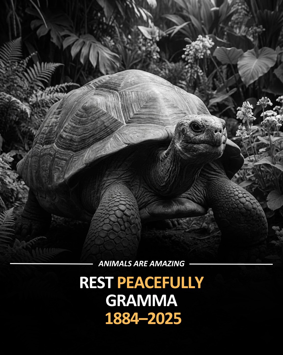 Honoring one of Earth’s oldest... - Animals Are Amazing | Facebook