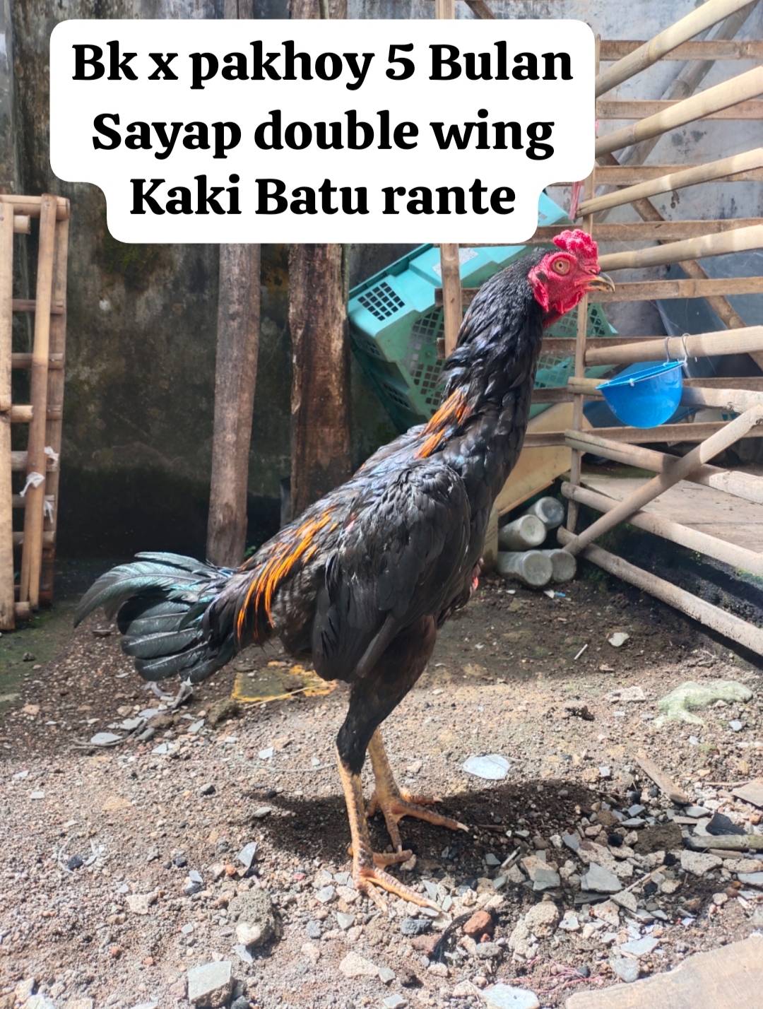 AYAM BANGKOK PANGANDARAN | Facebook
