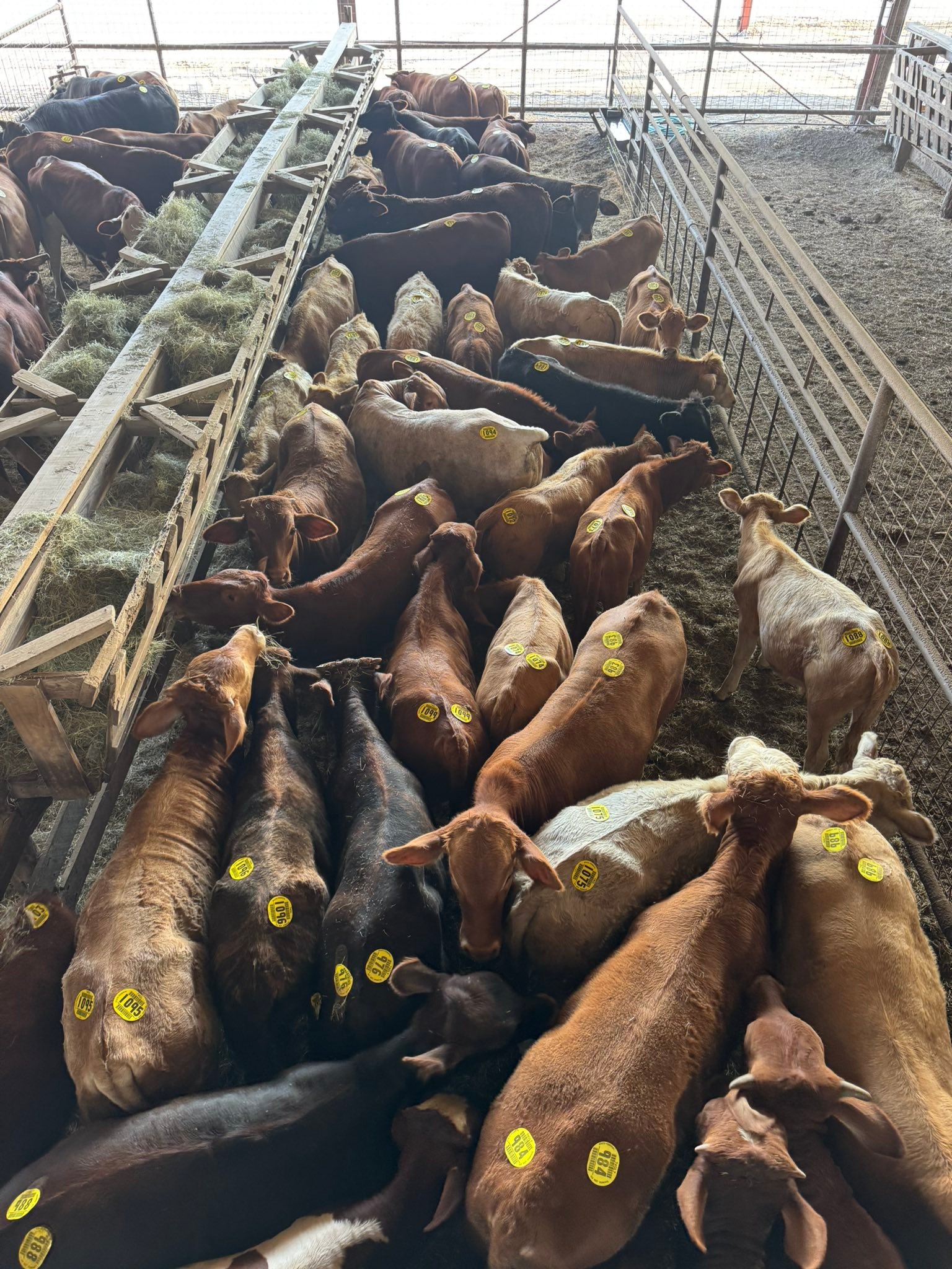 Gulf Coast Livestock... - Gulf Coast Livestock Auction LLC