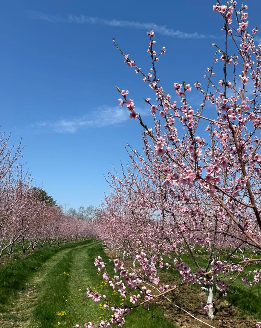 It's a beautiful day to walk through the orchards and marvel at
