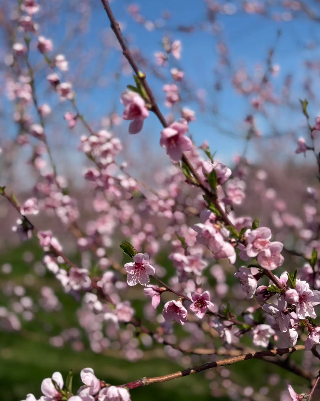 It's a beautiful day to walk through the orchards and marvel at