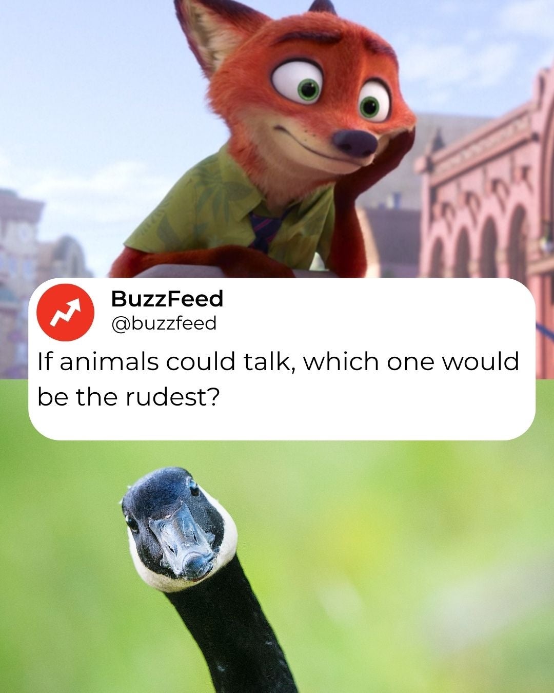 BuzzFeed - I don't know why, but I feel like woodpeckers would be soooo ...