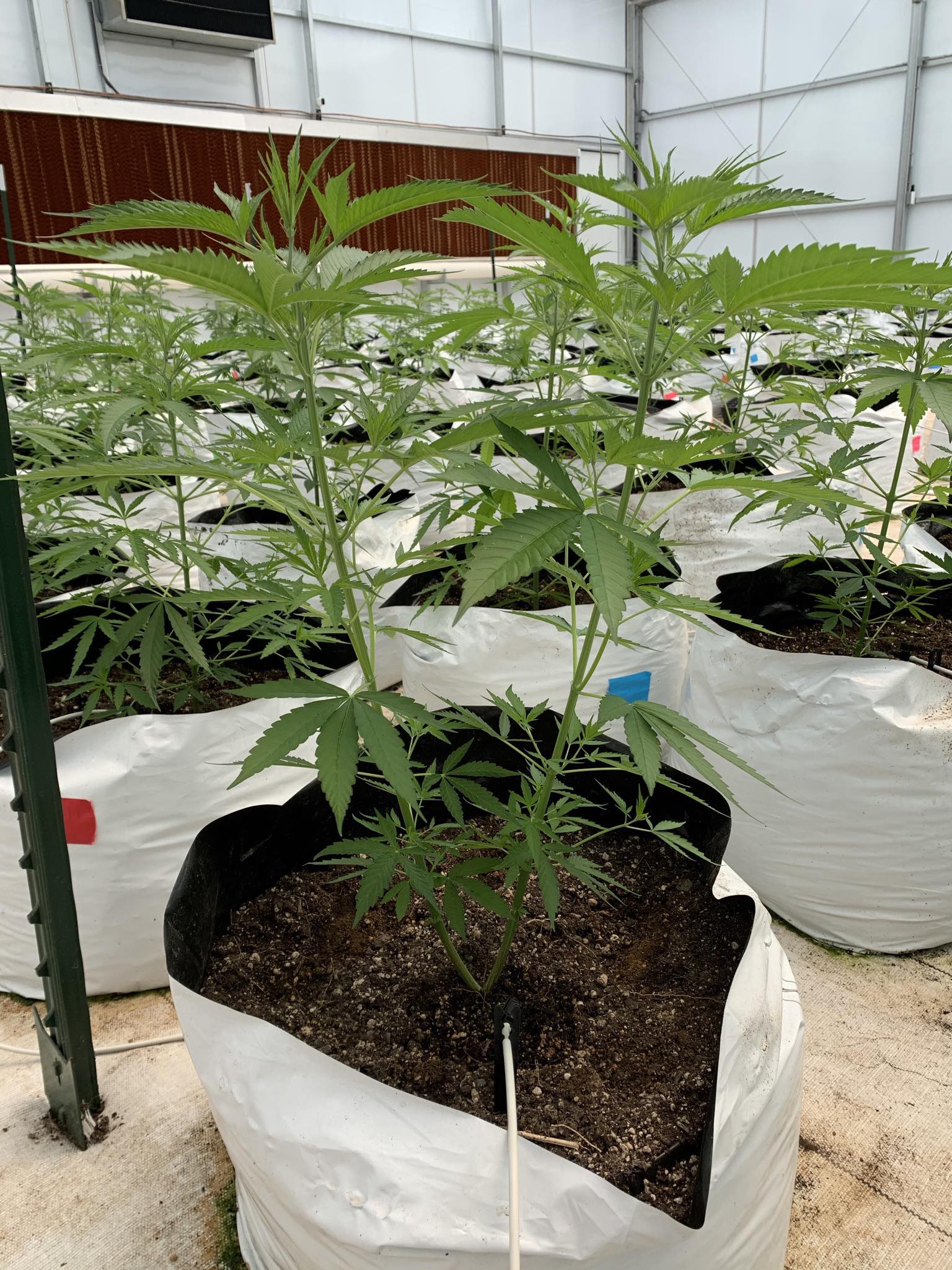 Lotus Farm and Garden Supply Greenville SC | Greenville SC
