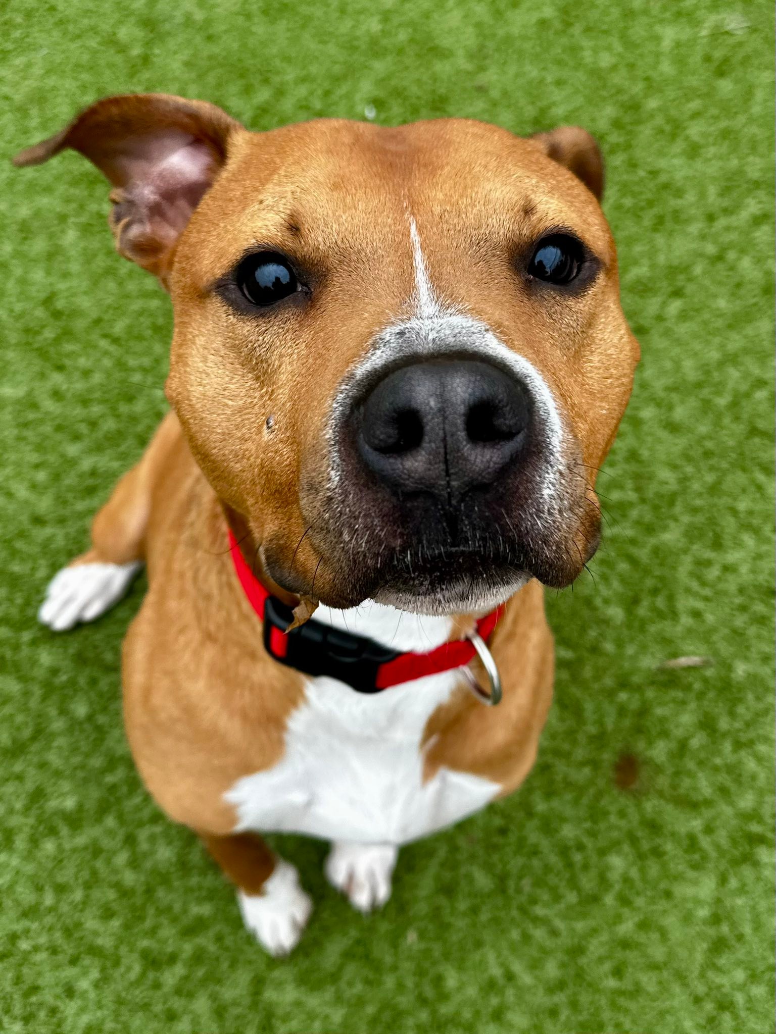 Meet Mr. Peabody 🧠 This handsome... - Kansas Humane Society | Facebook