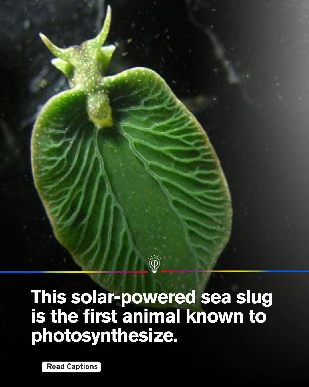 Fact - The eastern emerald elysia (Elysia chlorotica) is the first ...