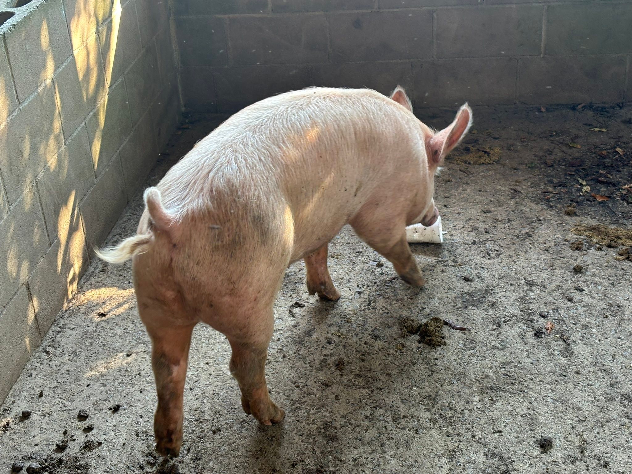 Springfield Stockyard | Springfield SC