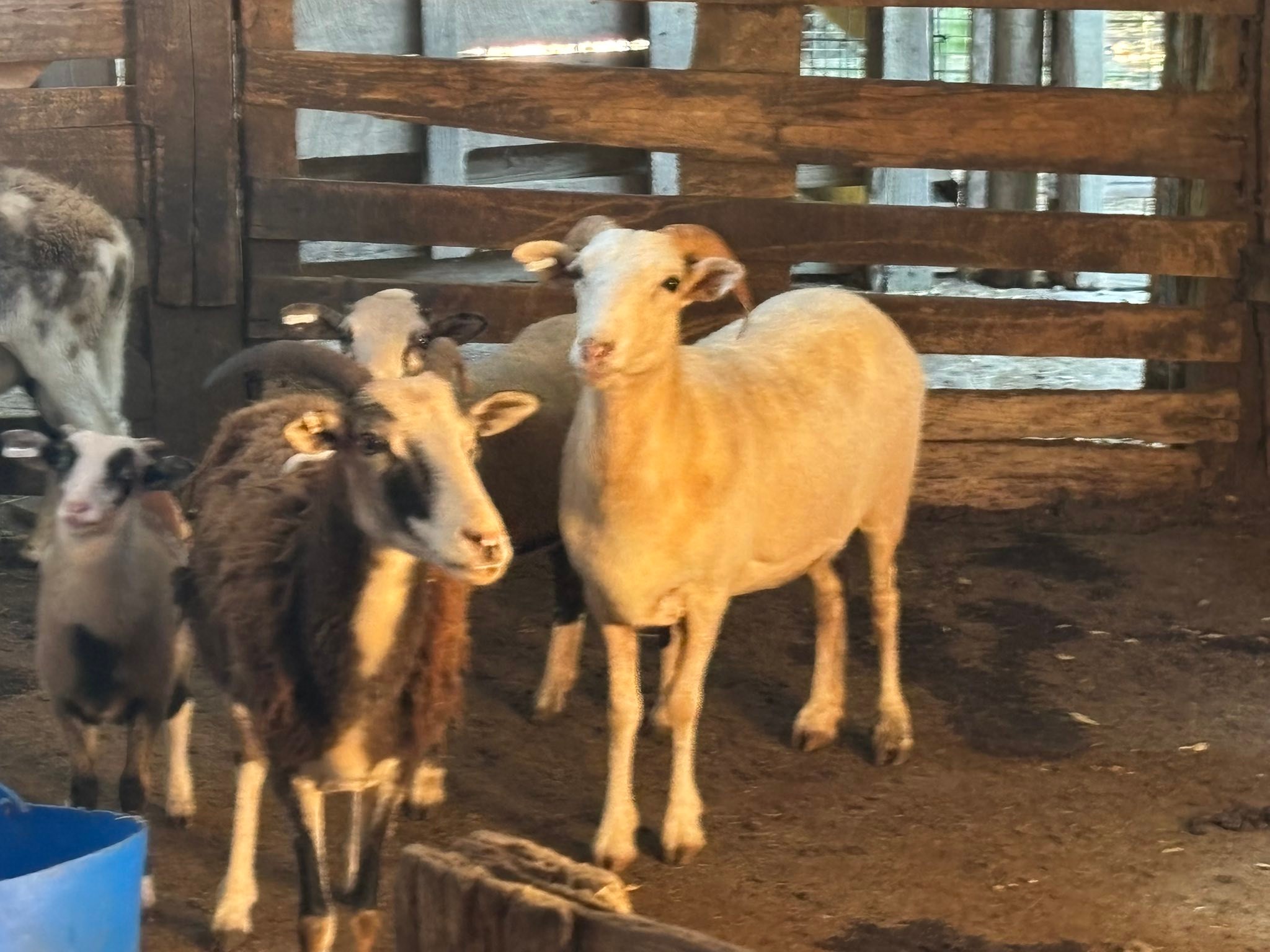 Springfield Stockyard | Springfield SC