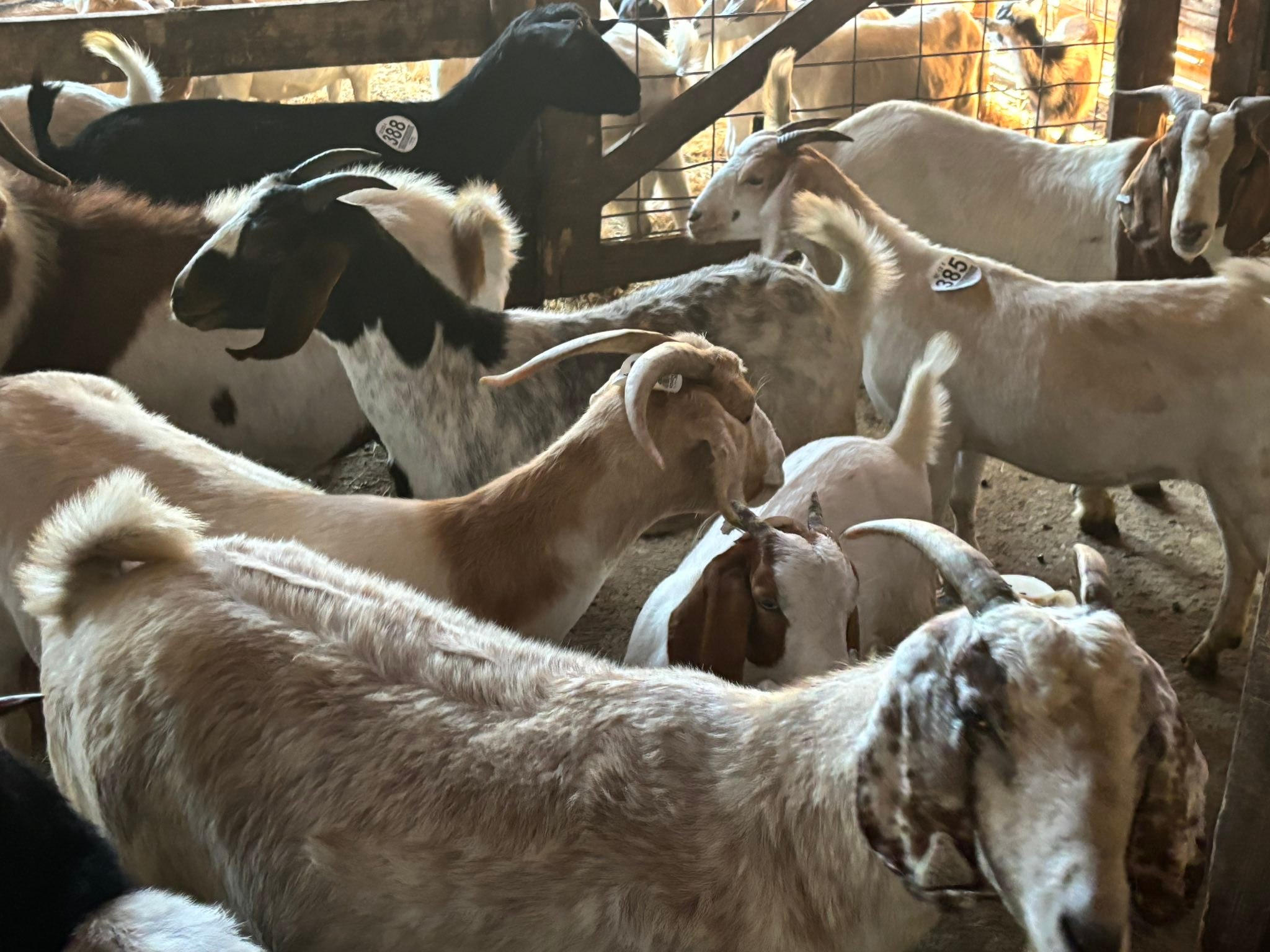 Springfield Stockyard | Springfield SC