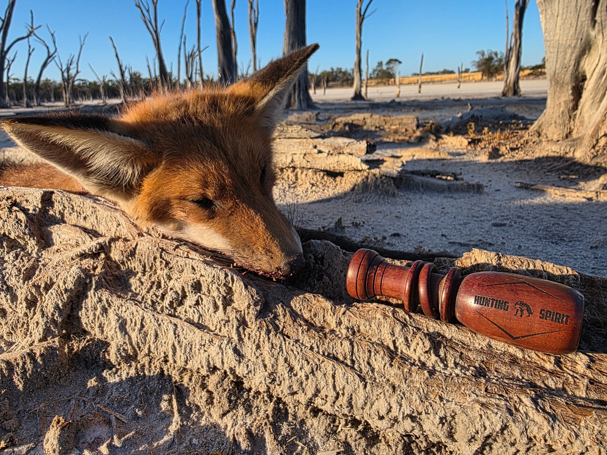 WA - One of our favourite whistles 🎯 Hunting Spirit – Jack Rabbit When ...