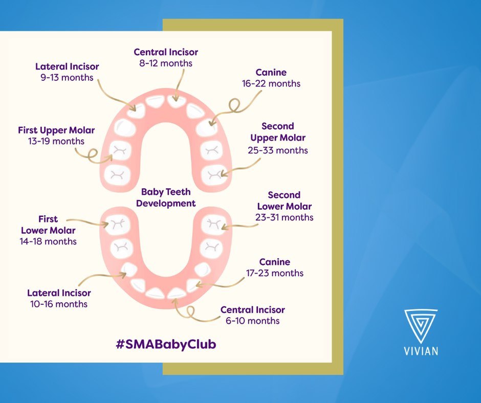 Vivian - Tiny teeth, big milestones! SMA® Follow-on Milk contains ...