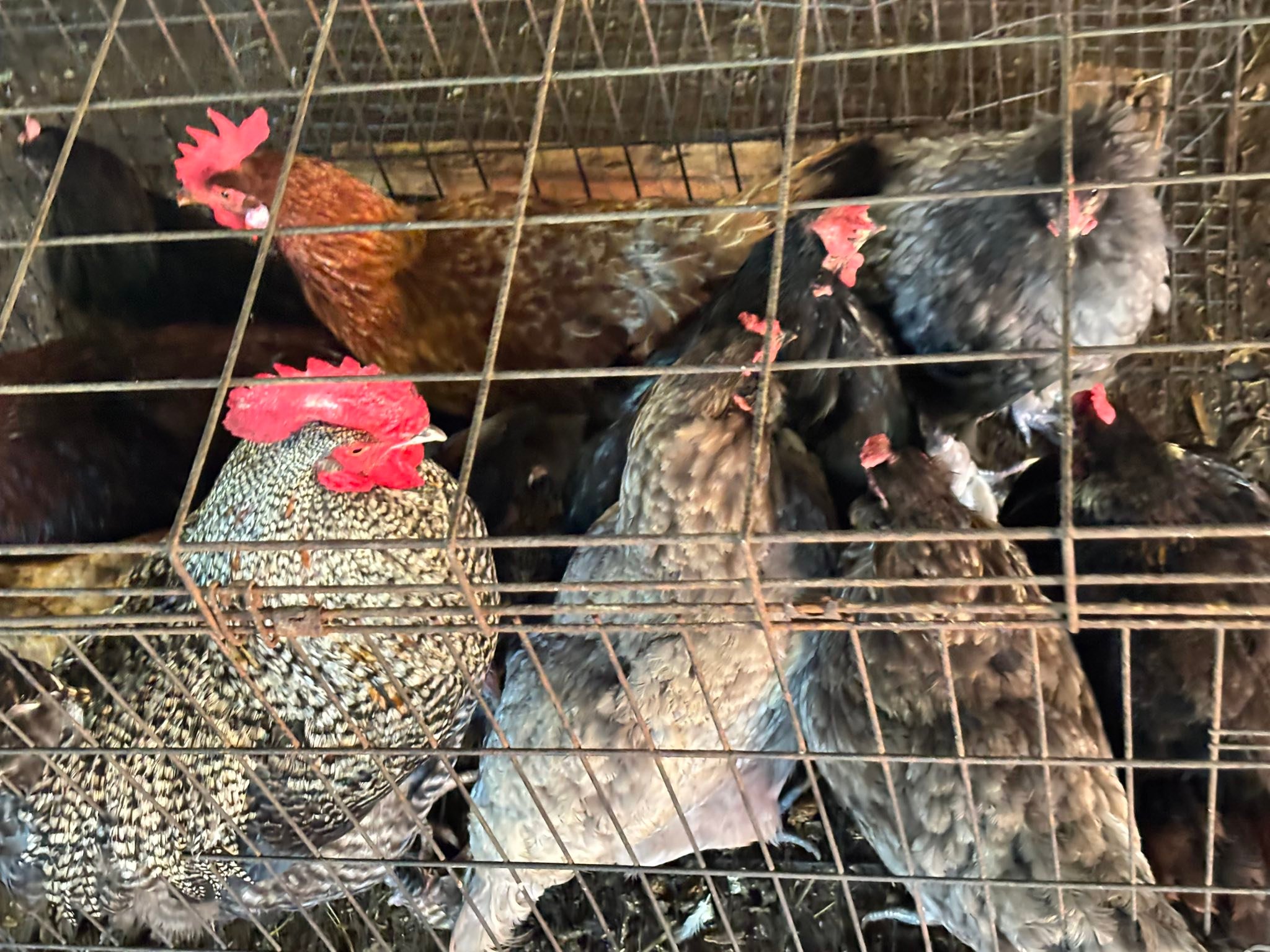 Springfield Stockyard | Springfield SC