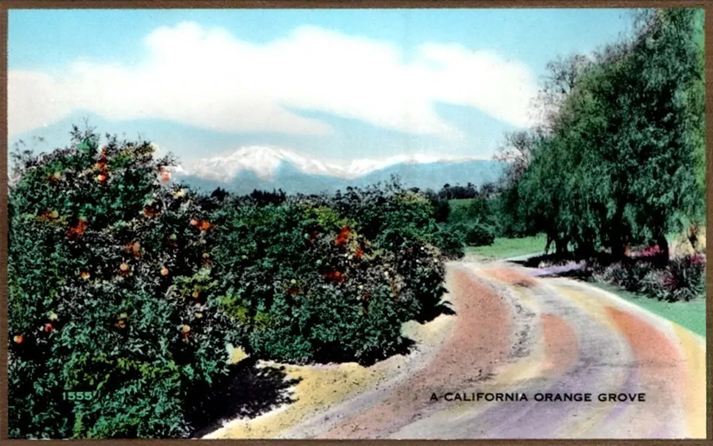 Vintage California orange grove postcards