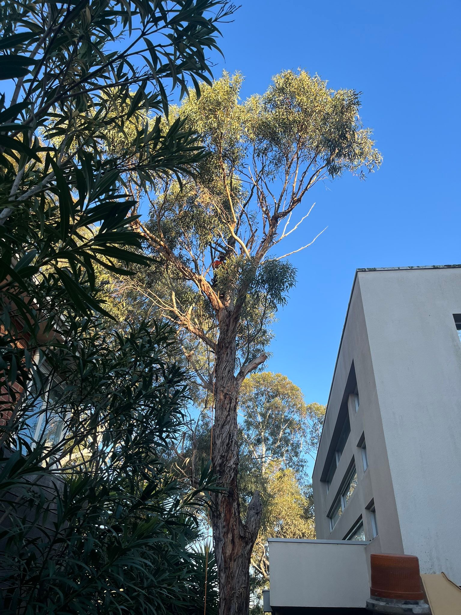 Royal Tree Services