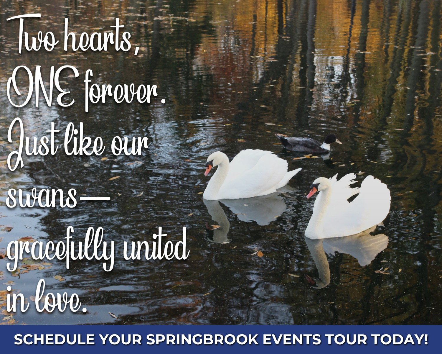 Springbrook Events | Burnett WI
