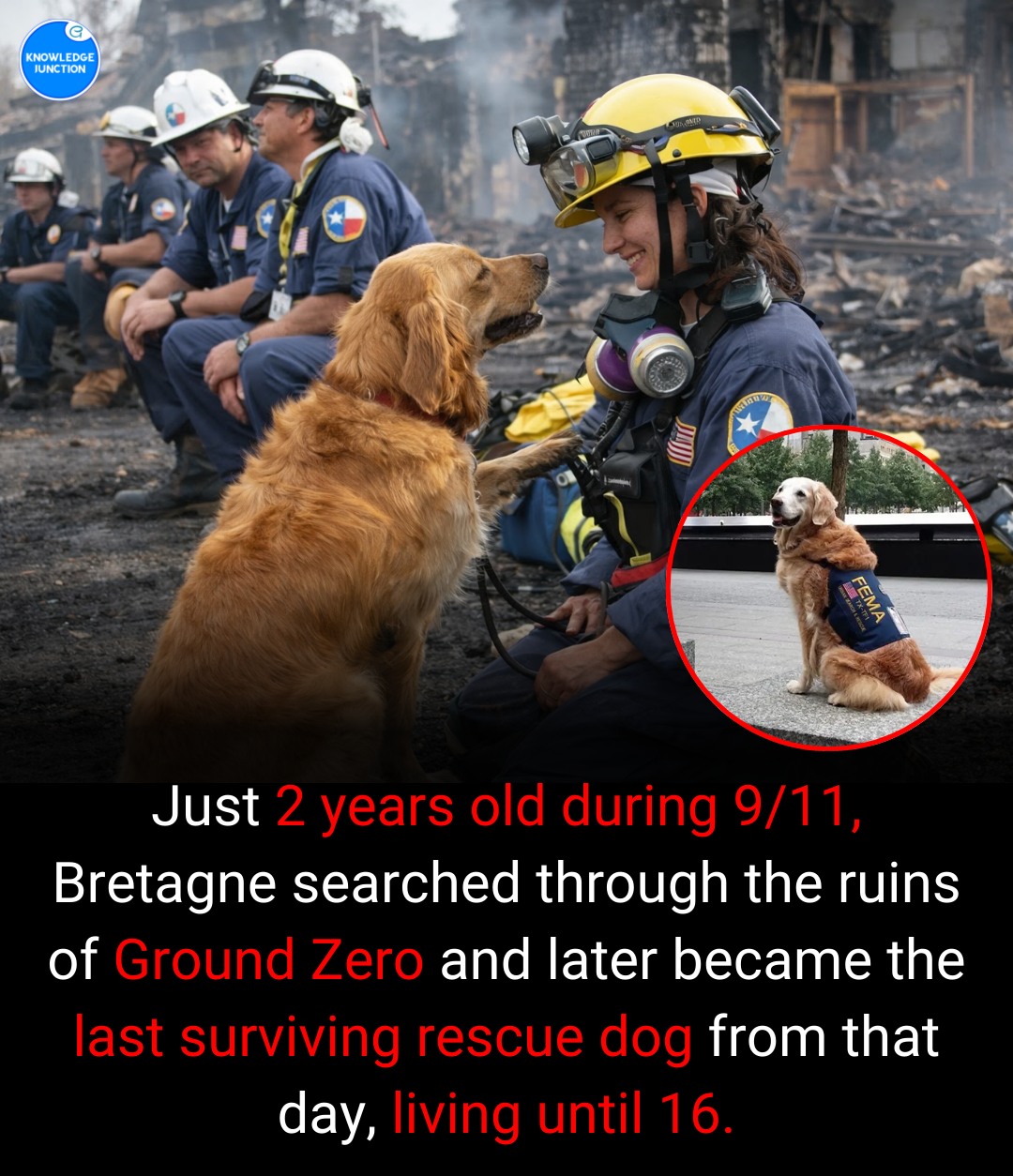 Knowledge - Bretagne was a Golden Retriever search and rescue dog who ...