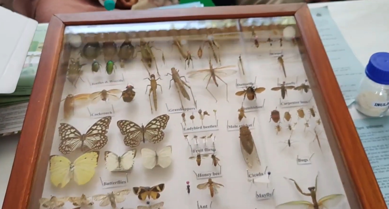 Picture of insects keede makode keet garden pests