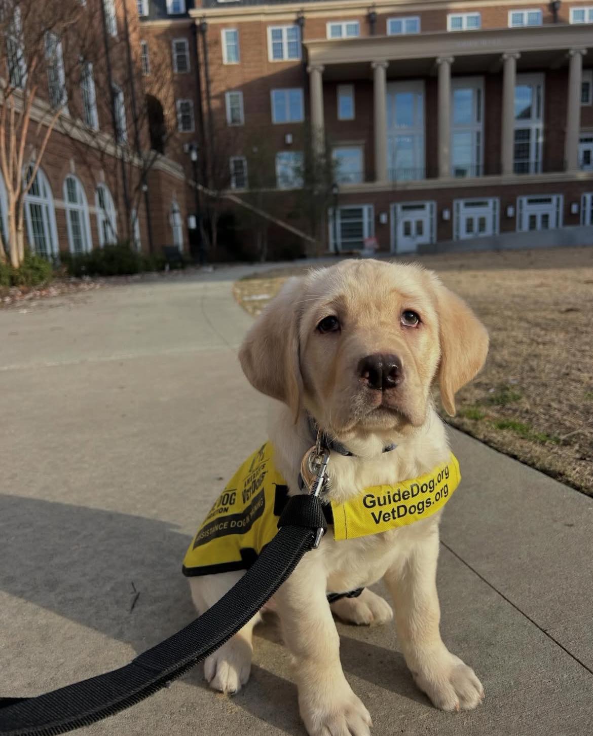 Terry - Business school, but make it paws-itively heartwarming! Spotted ...