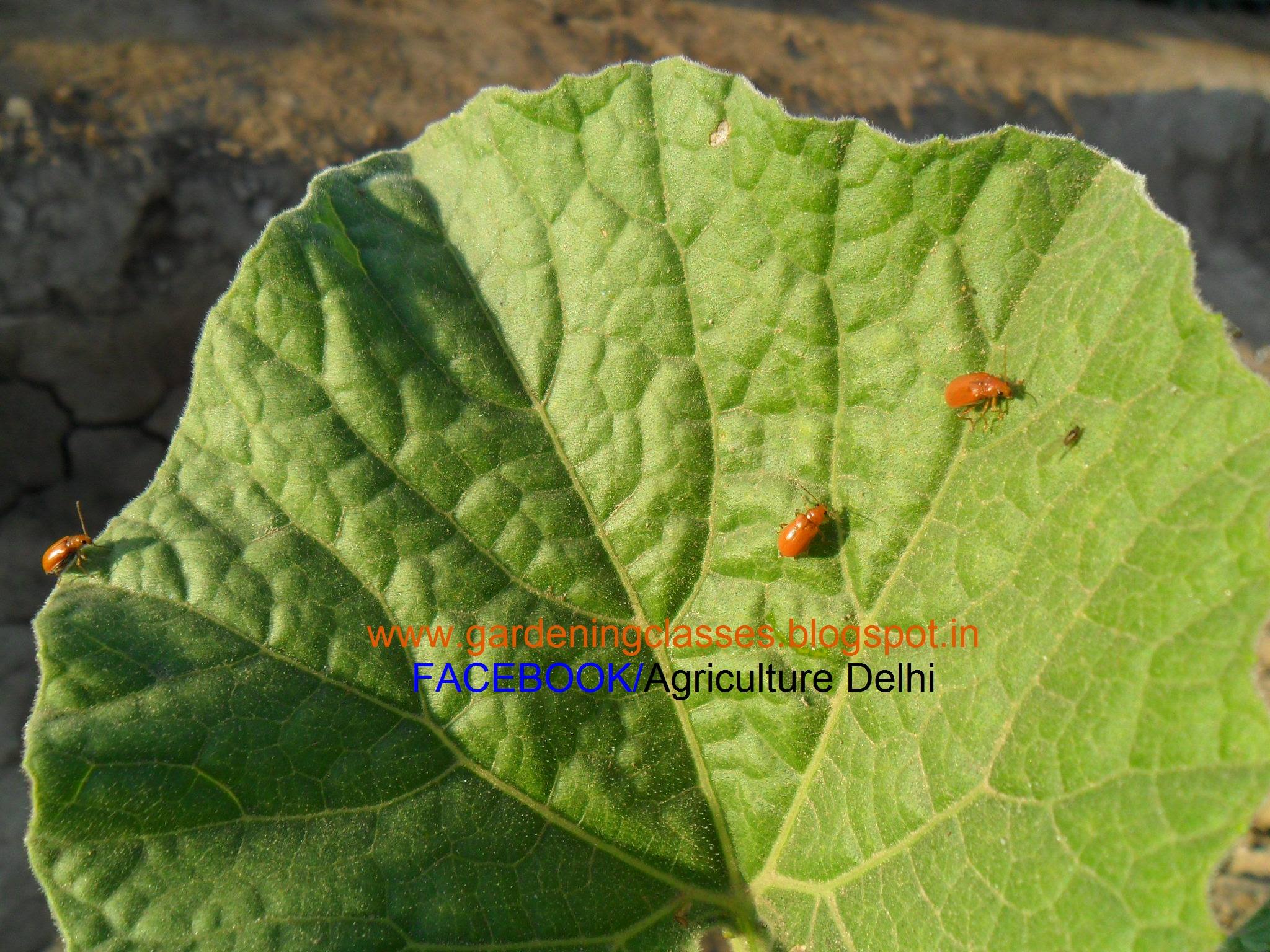 Picture of insects keede makode keet garden pests