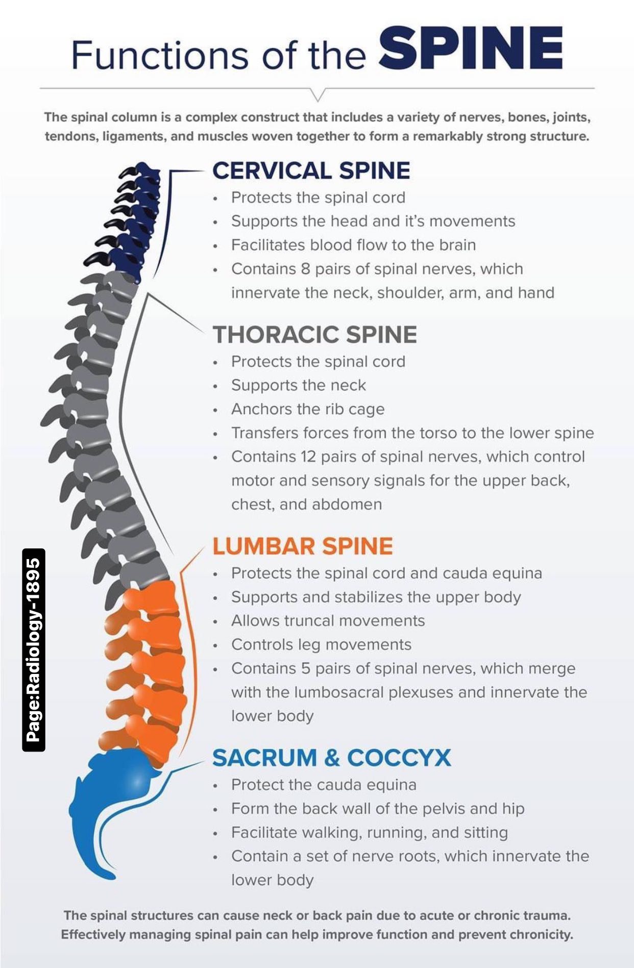 Radiology - 👨🏻‍⚕️ A beautiful medical infographic explaining the ...