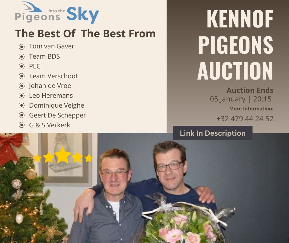 Pigeon - AUCTION ALERT – Kennof Pigeons via Pitts 👉 View the auction ...