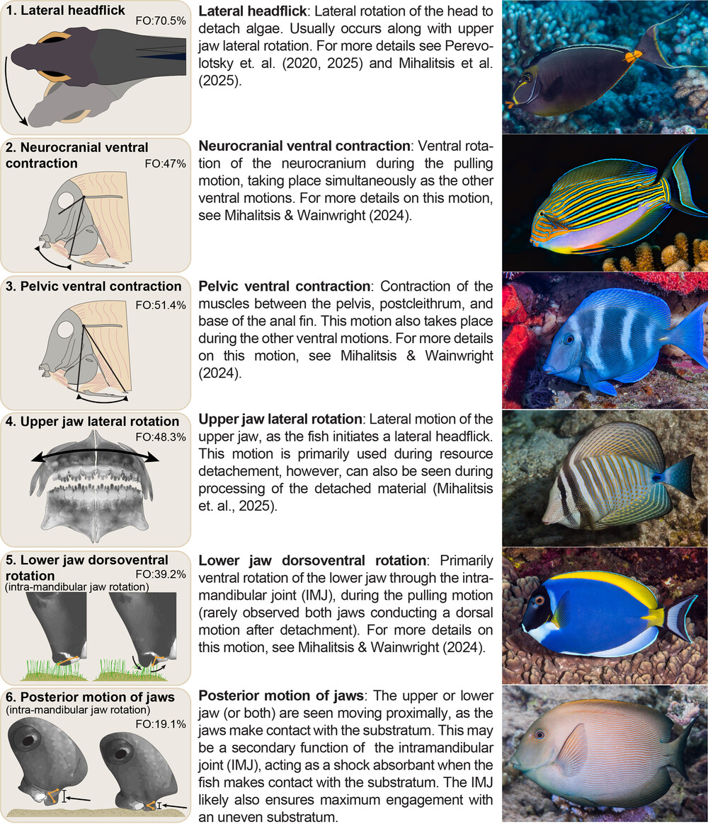 Royal - Algae is becoming increasingly prevalent on coral reef systems ...