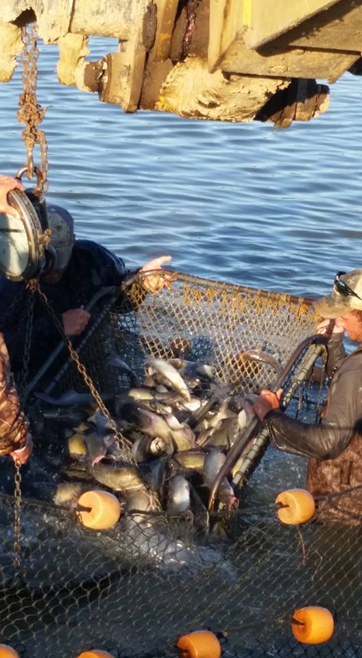 dystopia rising fishing pole Dark Matter Psychedelic Inshore Spinning Rods Light weight and portable FISH-N-MATE 105 JR PIER LLC color:DARK BROWN CRAWDAD