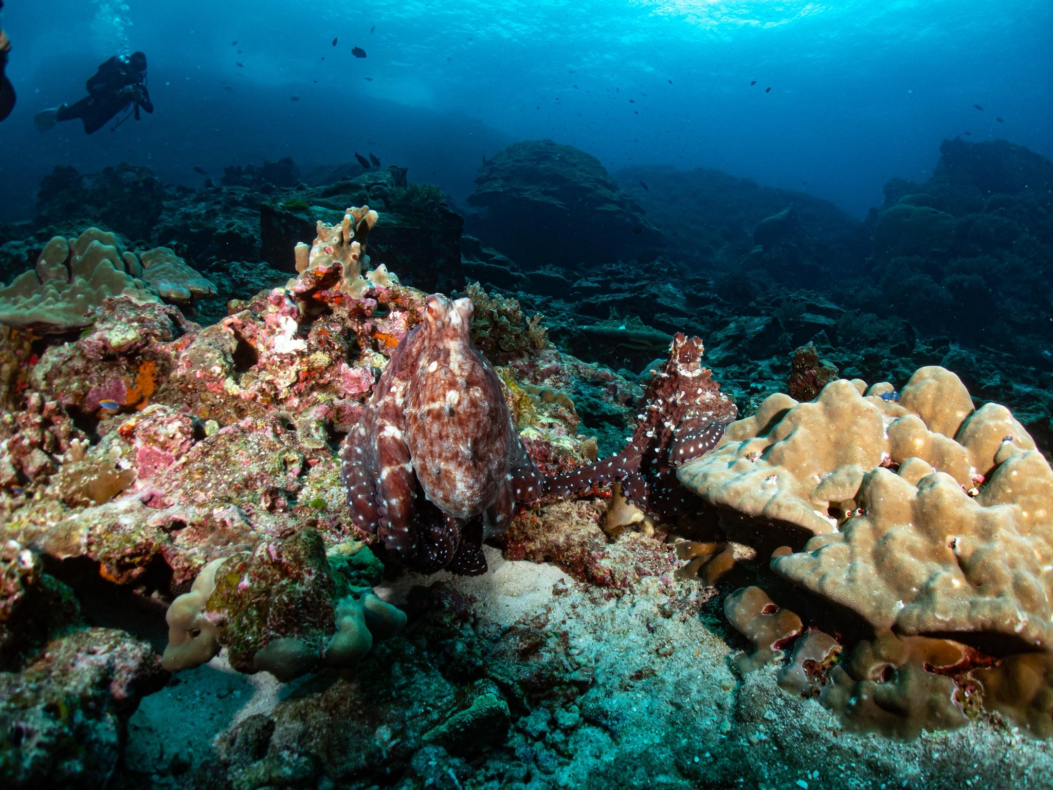 Dive Ranger... - Dive Ranger สอนดำน้ำ ทริปดำน้ำ กระบี่