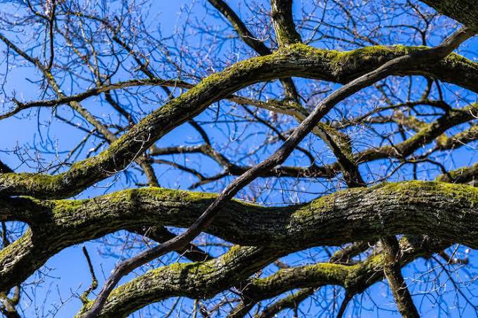 RD Tree Removal - Is It Time To Remove That Leaning Tree? One of the ...