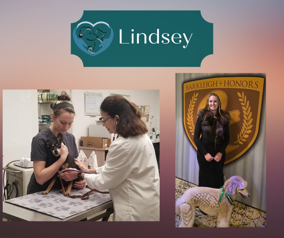 Curated visual reference: Pet Grooming Business With Veterinary Certified Technicians Reference: North Team Member Spotlight Lindsey Groomer Veterinary