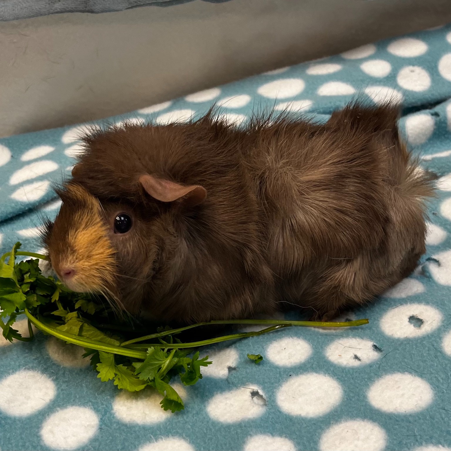 RabbitEARS - ⭐ Meet Tori! 🥰 This single female guinea pig... | Facebook