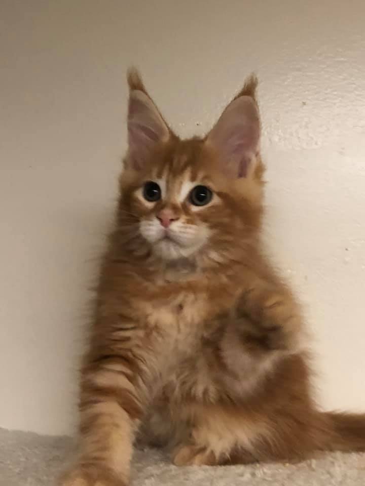 A Few Quick Pics All Kittens Coonalley Maine Coon Cats Facebook
