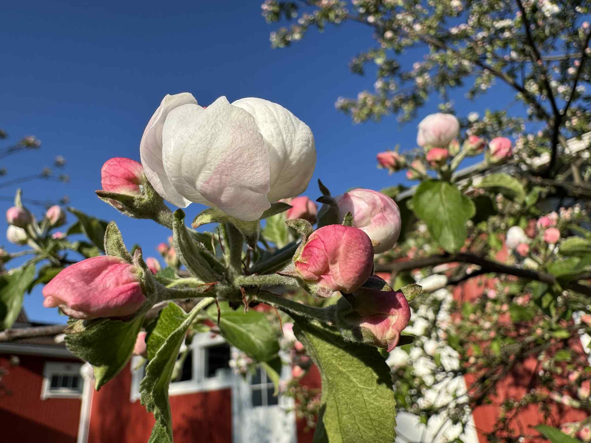 Pyhäjokiseutu-lehti | Oulainen