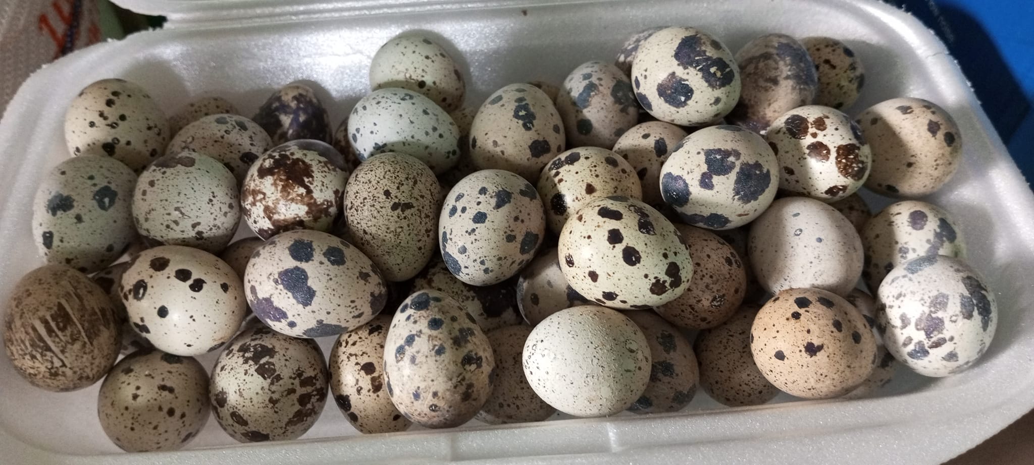Oeuf Caille Fécondé à Vente En Ligne