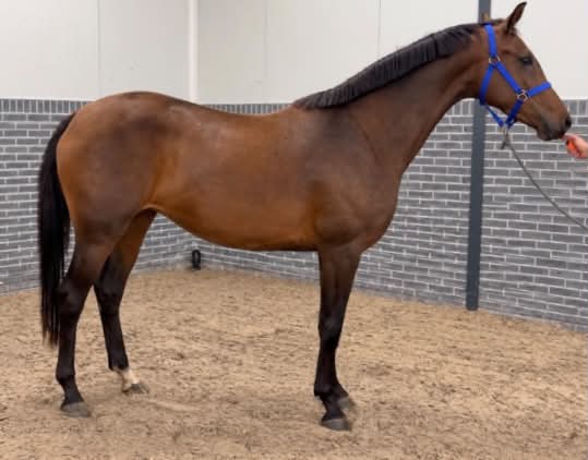 3yo kwpn filly by kjento for dressage