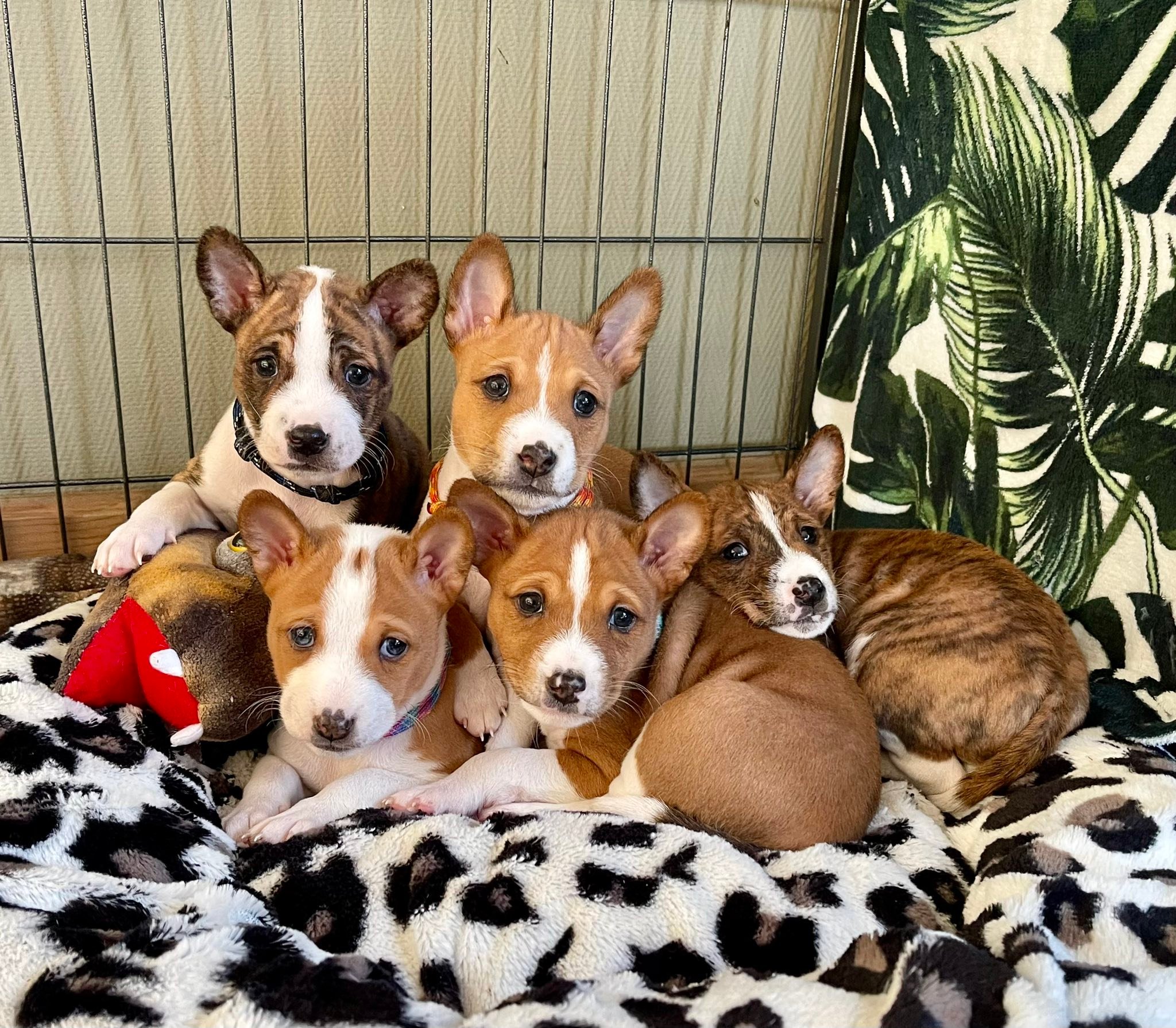 Rhod... - Rhodesian Ridgeback en Basenji kennel Jelani Ngwenya