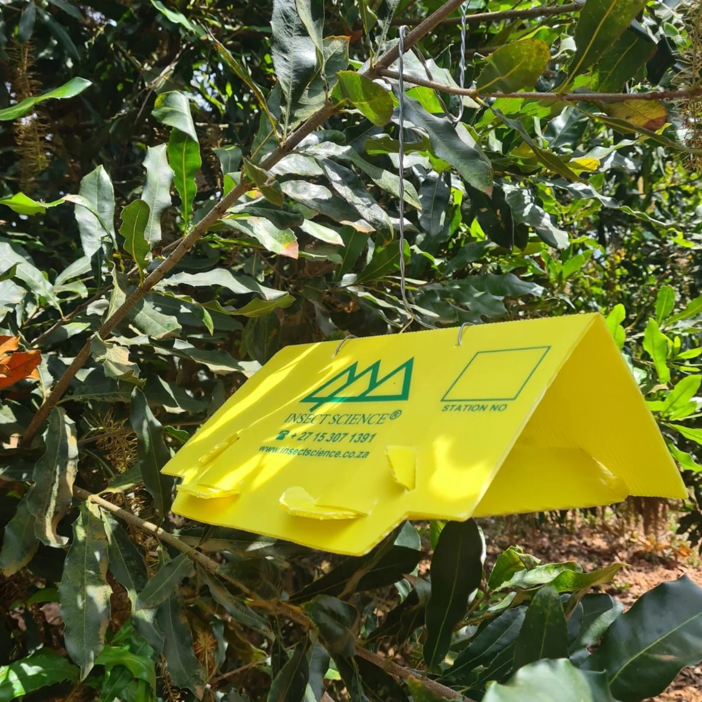 Insect Science | Tzaneen