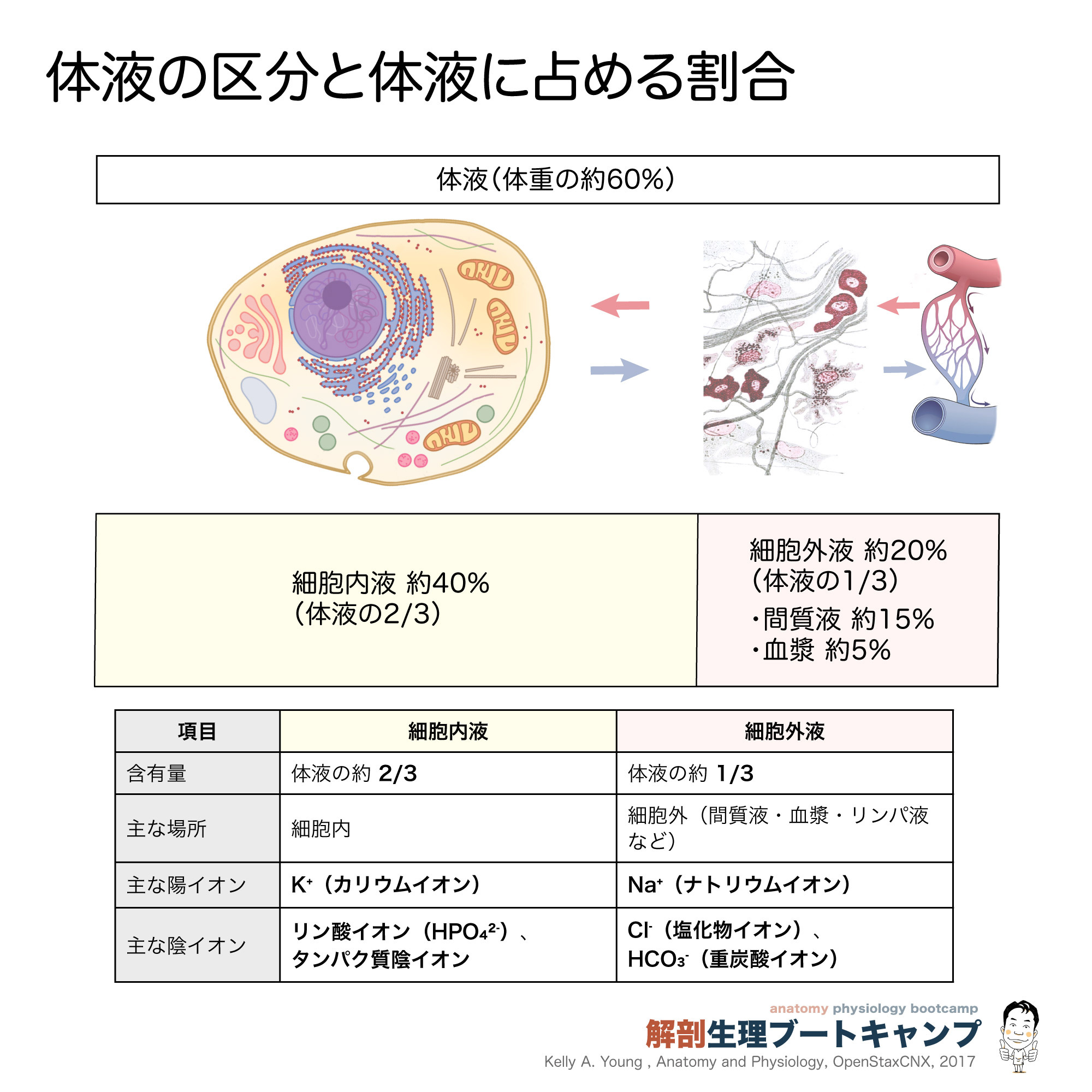 体液の区分と体液に占める割合 体の約60％は水? ・約40％は細胞の中 